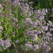Szurokfű
